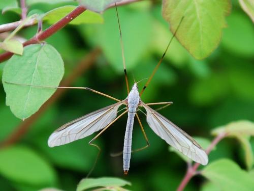 Tipula oleracea